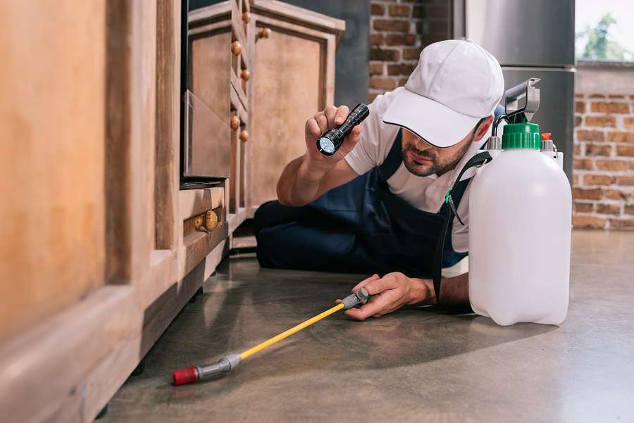 4 Signs You May Need To Hire Professional Pest Control In Melbourne